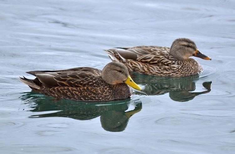 Mexican duck Utah Birders Birding Blog Utah Birds Utah Birding Utah Bird ID