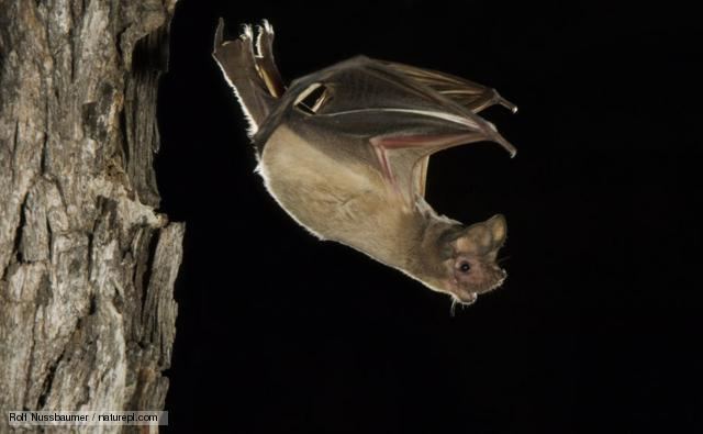 Mexican free-tailed bat BBC Nature Mexican freetailed bat videos news and facts