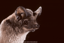 Mexican free-tailed bat Mexican Freetailed bat Fact Sheet