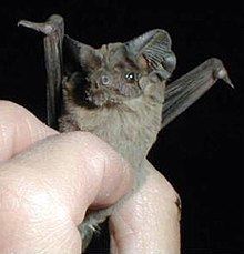 Mexican free-tailed bat Mexican freetailed bat Wikipedia