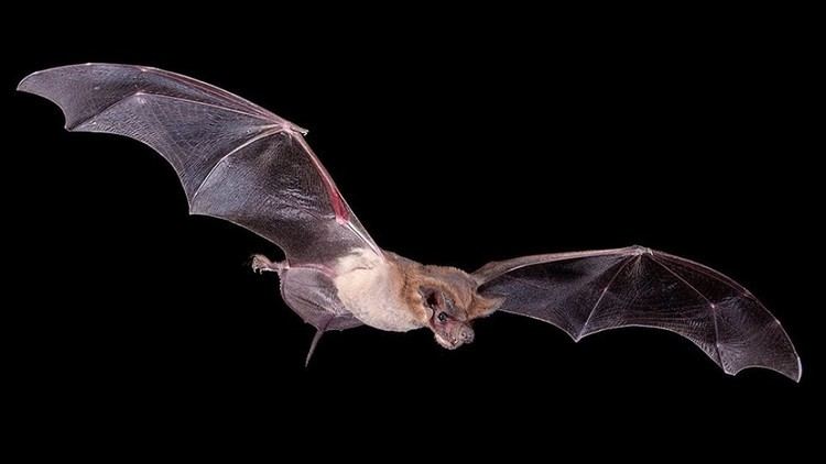 Mexican free-tailed bat Mexican FreeTailed Bats Arizona Highways