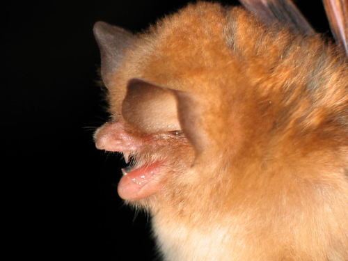 Mexican funnel-eared bat httpsstaticinaturalistorgphotos502081mediu