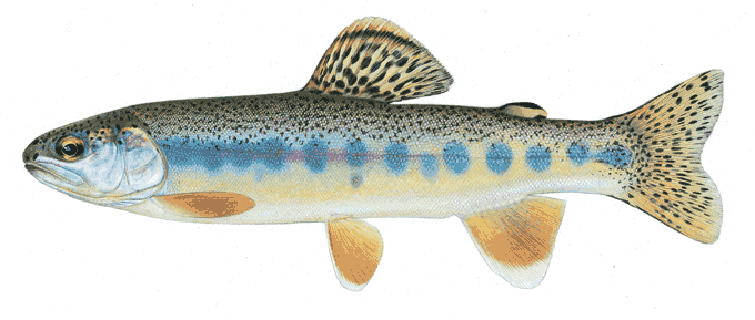 Mexican golden trout biosluedumaydentruchasimagesMEXICANGOLDENT