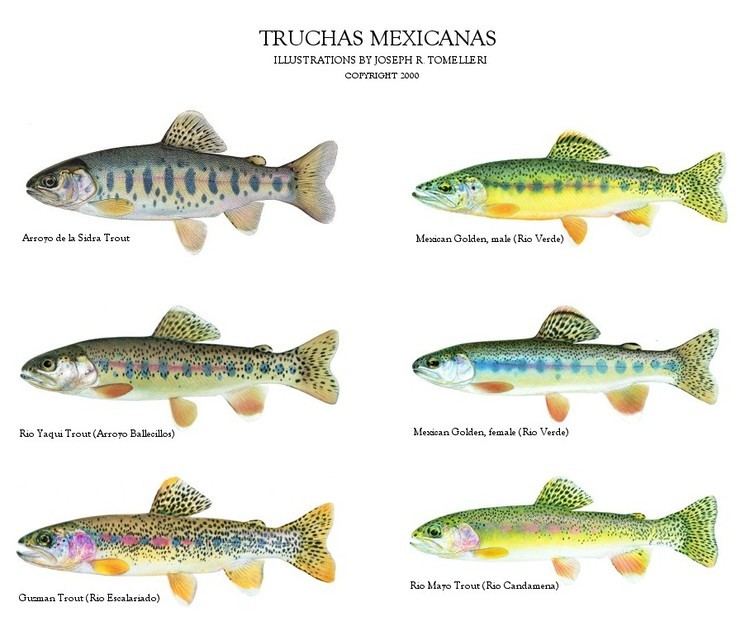 Mexican golden trout Truchas Mexicanas