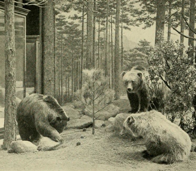 Mexican grizzly bear httpsuploadwikimediaorgwikipediacommons00