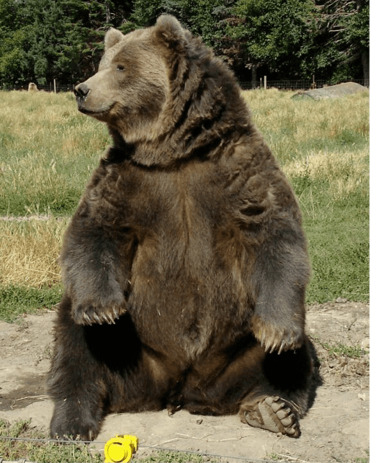 Mexican grizzly bear Mexican Grizzly Bear on FlowVella Presentation Software for Mac