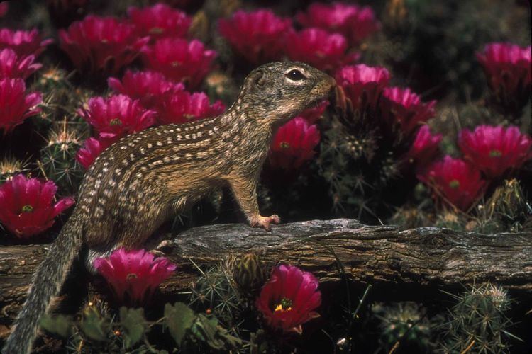 Mexican ground squirrel Mexican ground squirrel Wikipedia