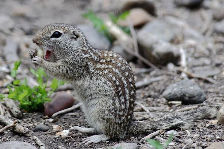 Mexican ground squirrel Mexican Ground Squirrel Spermophilus mexicanus NatureWorks