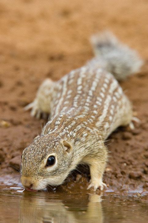 Mexican ground squirrel Mexican Ground Squirrel Spermophilus mexicanus