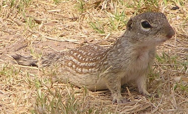 Mexican ground squirrel The News For Squirrels Squirrels of Texas The Mexican Ground Squirrel