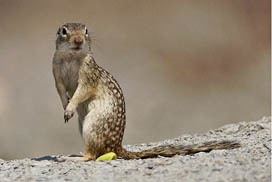 Mexican ground squirrel Mexican Ground Squirrel