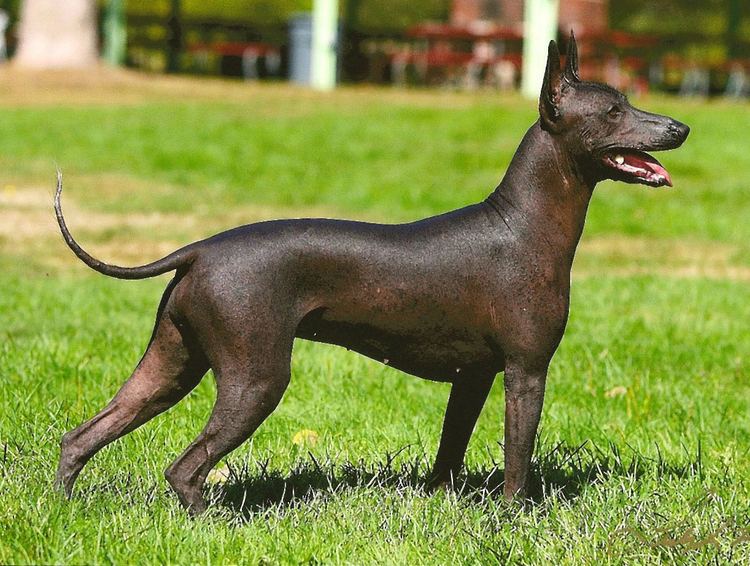 Mexican Hairless Dog Xoloitzcuintli Mexican Hairless Info Temperament Puppies Pictures