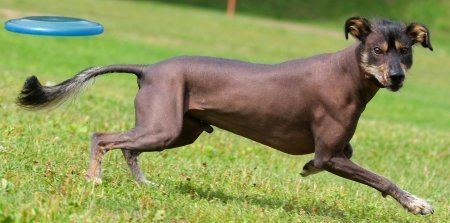 Mexican Hairless Dog Xoloitzcuintli What39s Good About 39Em What39s Bad About 39Em