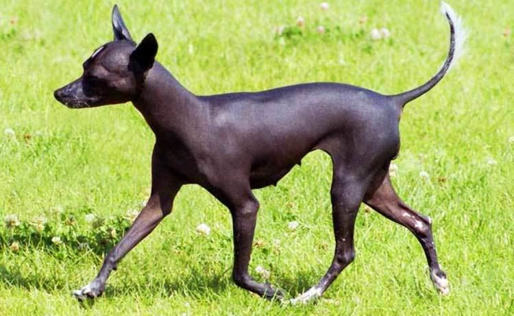 Mexican Hairless Dog Xoloitzcuintli Dog Breed Info Characteristics Traits