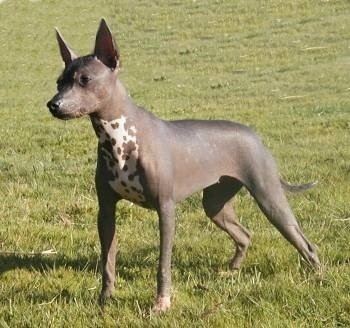Mexican Hairless Dog Xoloitzcuintle Dog Breed Information and Pictures