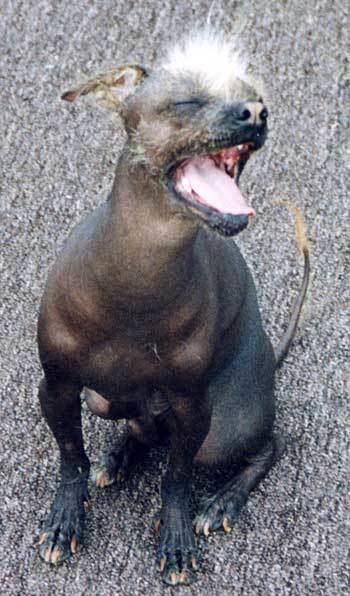 Mexican Hairless Dog Mexican Hairless Dog Xoloitzcuintli Breed Information History