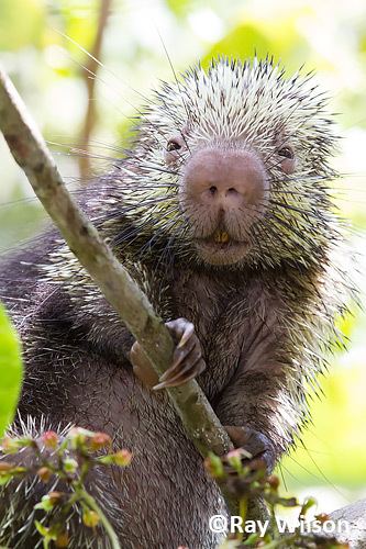 Mexican hairy dwarf porcupine wwwraywilsonbirdphotographycoukForeign20Trips