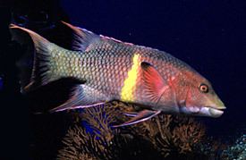 Mexican hogfish SDNHM Bodianus diplotaenia Mexican Hogfish