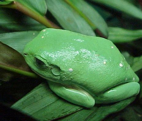 Mexican leaf frog Mexican Leaf Frog Pachymedusa dacnicolor FactSheet