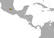 Mexican long-tailed shrew httpsuploadwikimediaorgwikipediacommonsthu