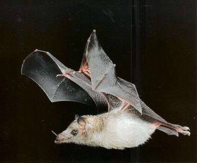 Mexican long-tongued bat Sonoran Desert mammals Mexican Longtongued Bat Choeronycteris