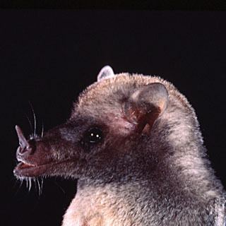 Mexican long-tongued bat The Biogeography of Mexican Longtongued Bat