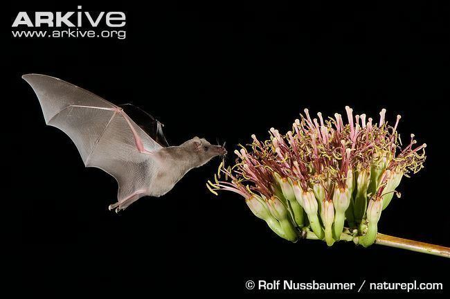 Mexican long-tongued bat Mexican longtongued bat videos photos and facts Choeronycteris