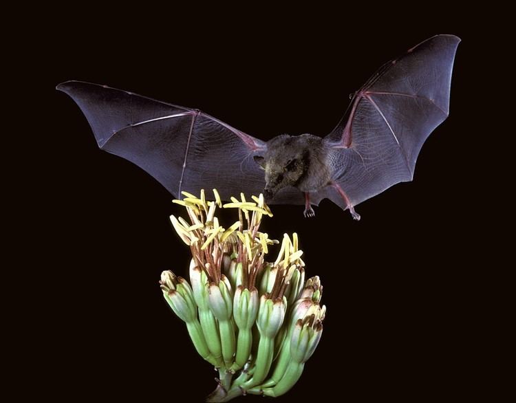 Mexican long-tongued bat Mexican LongTongued Bat
