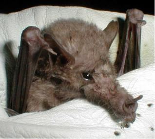Mexican long-tongued bat Mexican longtongued bat Wikipedia
