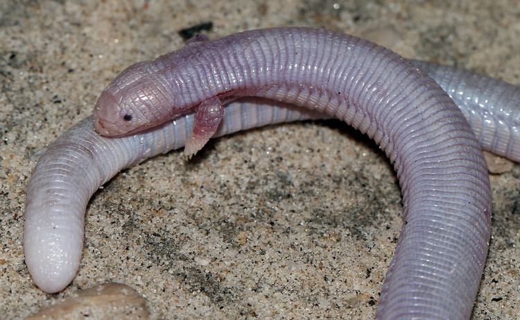 Mexican mole lizard Mexican Mole Lizard Bipes biporus Baja Sur Mexico cowyeow