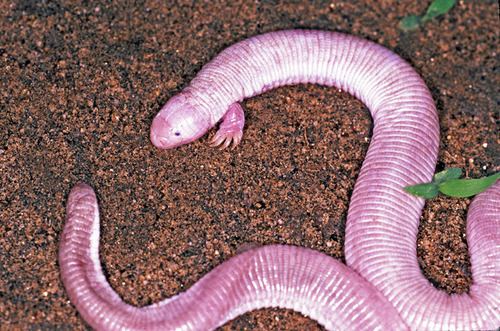 Mexican mole lizard This Is The Mexican Mole Lizard And It39s Pretty Gross