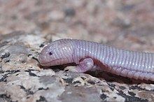 Mexican mole lizard httpsuploadwikimediaorgwikipediacommonsthu