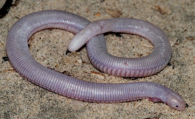 Mexican mole lizard MEXICAN MOLE LIZARD on emaze