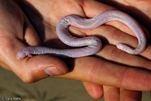 Mexican mole lizard Mexican Mole Lizard 2Legged Oddball Wormlike Lizard