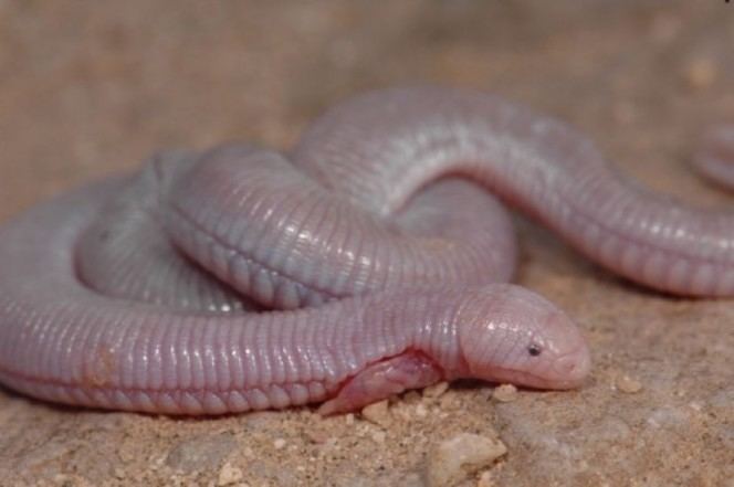 Mexican mole lizard This Is The Mexican Mole Lizard And It39s Pretty Gross