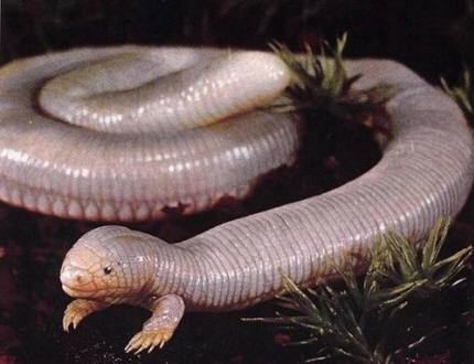 Mexican mole lizard Mexican Mole Lizard 2Legged Oddball Wormlike Lizard