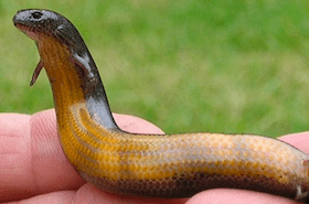 Mexican mole lizard Bipes Mole Lizard Live on Video The Reptile Report