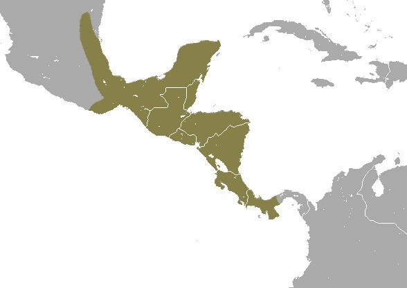 Mexican mouse opossum httpsuploadwikimediaorgwikipediacommons11