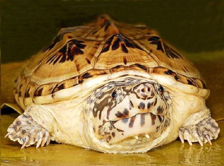 Mexican musk turtle Mexican Giant Musk Turtles 2 and 3 Year Olds for sale from The