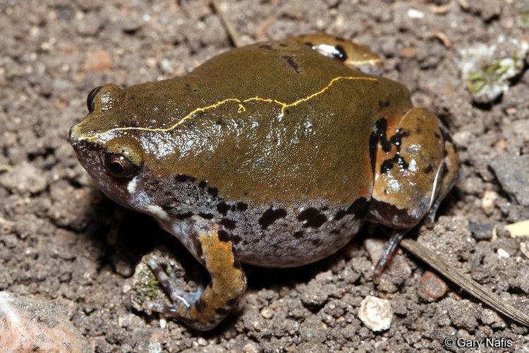 Mexican narrow-mouthed toad wwwcaliforniaherpscomnoncalmiscmiscfrogsimag