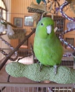 Mexican parrotlet Mexican Parrotlet Forpus cyanopygius Parrot Encyclopedia