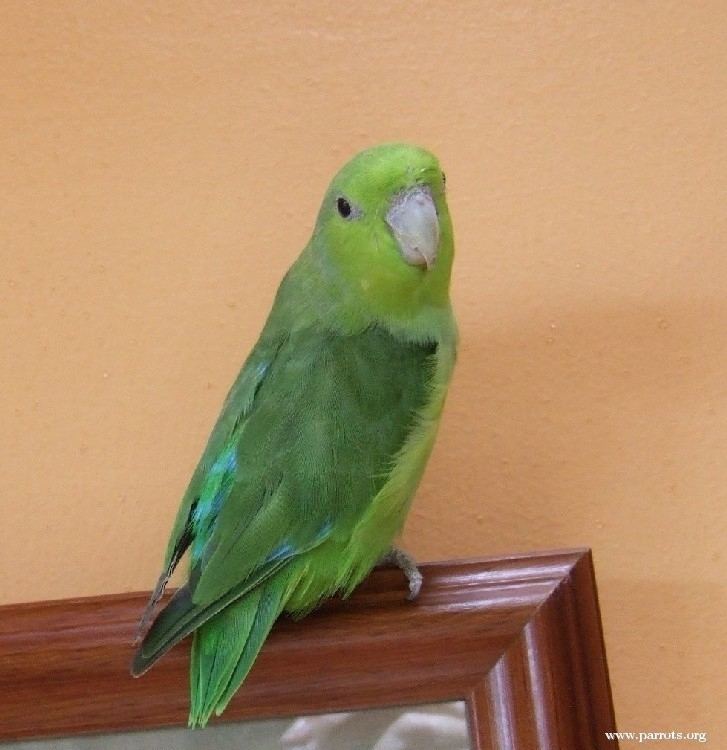 Mexican parrotlet Mexican Parrotlet World Parrot Trust