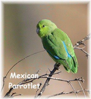 Mexican parrotlet 4bpblogspotcomGqv3GuTNJesTxlzvsr0phIAAAAAAA