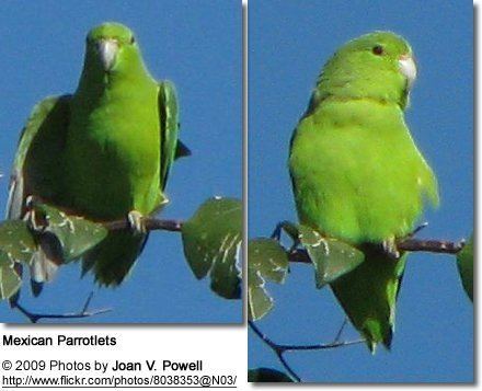 Mexican parrotlet Mexican Parrotlets Forpus cyanopygius