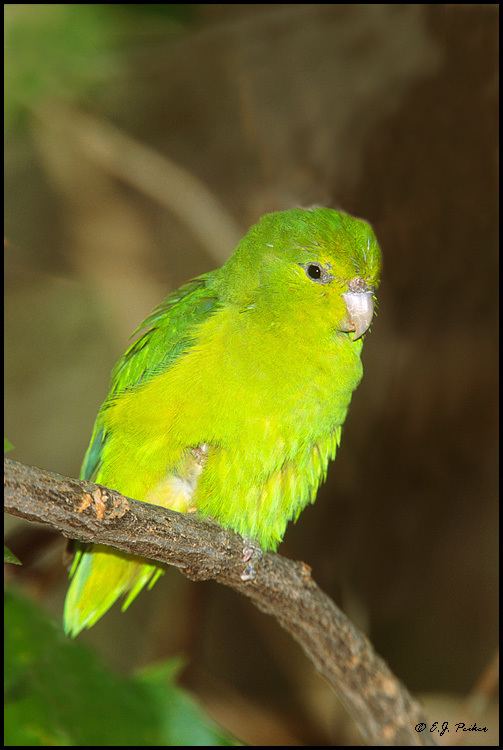 Mexican parrotlet Mexican Parrotlet Page