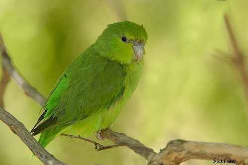 Mexican parrotlet Mexican Parrotlet FORPUSklub