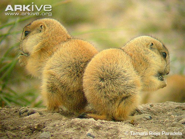 Mexican prairie dog Mexican prairie dog photo Cynomys mexicanus G64296 ARKive