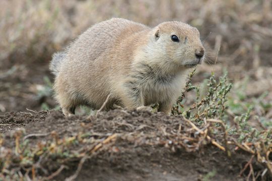 Mexican prairie dog Living on Earth Can Prairie Dogs Save Mexico39s Prairie From the Desert