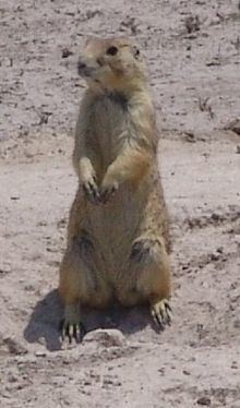 Mexican prairie dog httpsuploadwikimediaorgwikipediacommonsthu