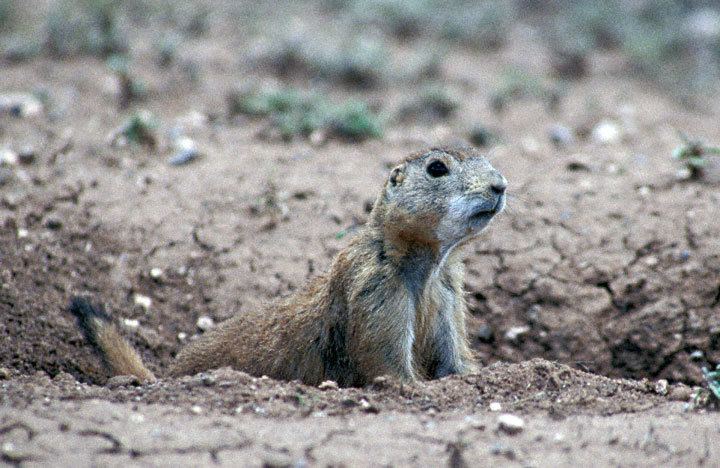 Mexican prairie dog Mexican Prairie Dog Cynomys mexicanus